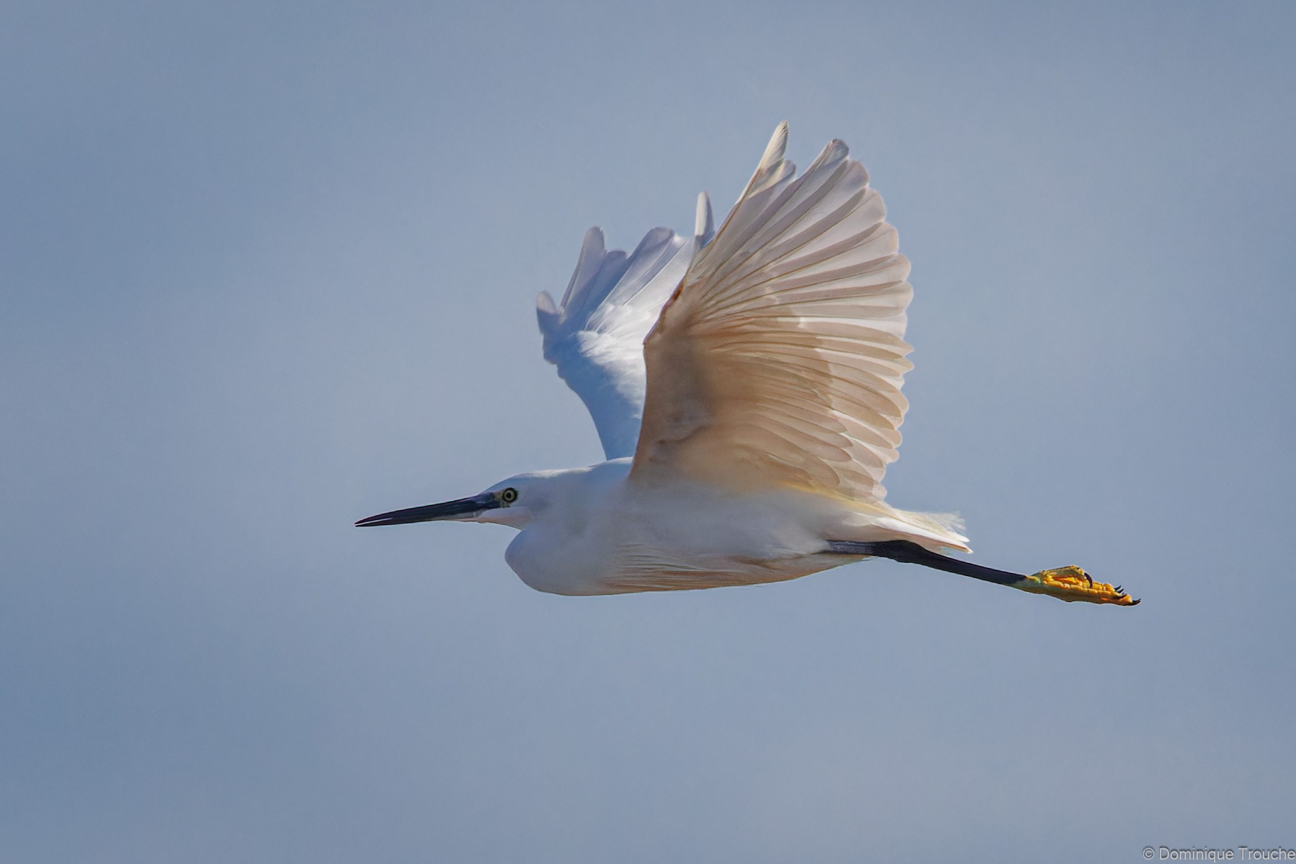 Aigrette garzette