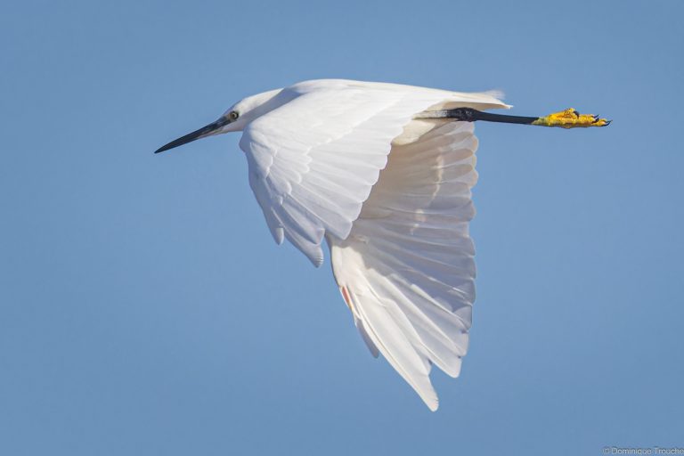 Aigrette garzette