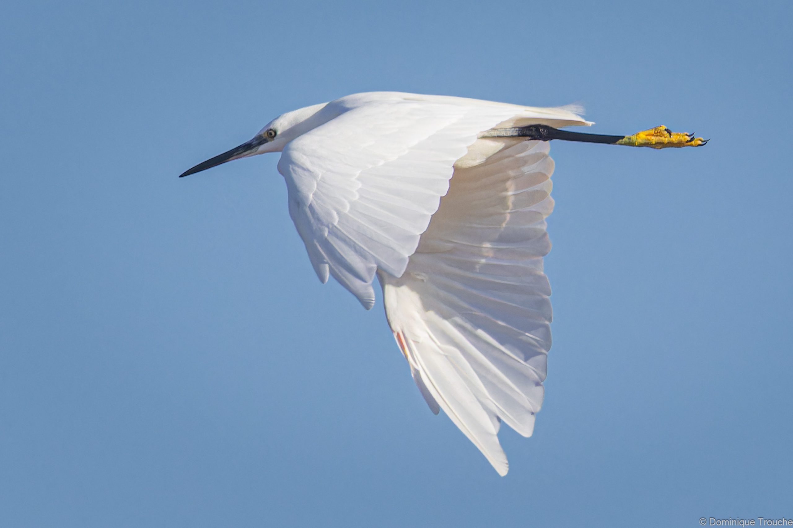 Aigrette garzette