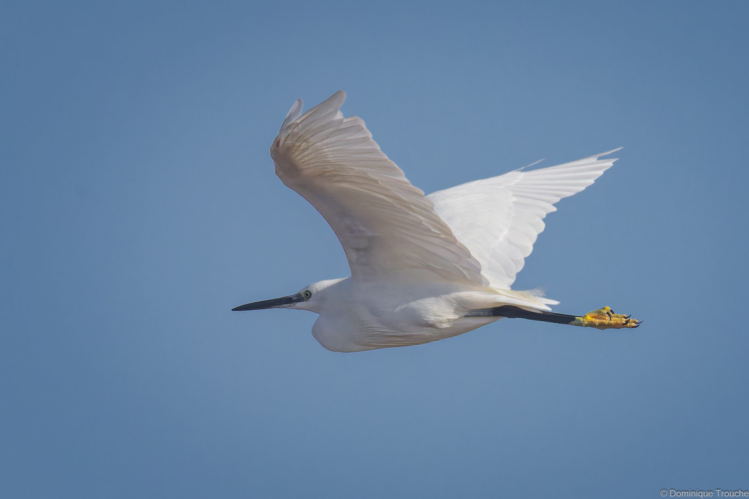 Aigrette garzette