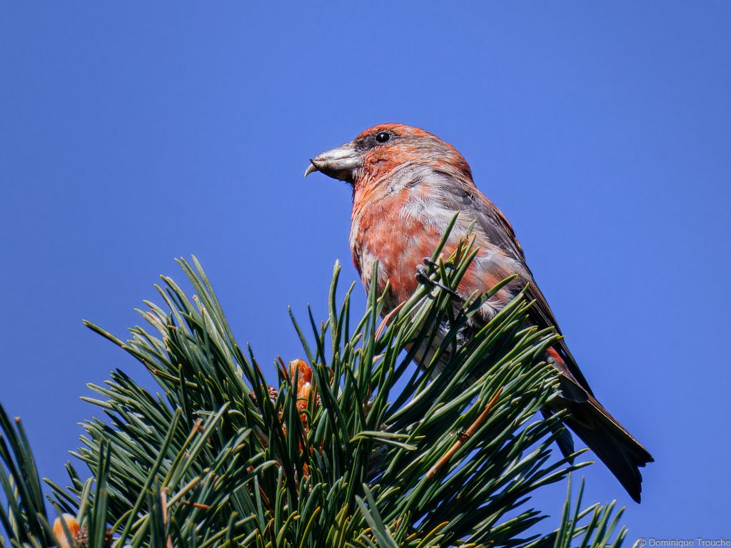 Bec-croisé des sapins mâle