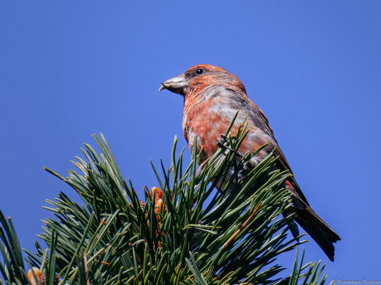 Bec-croisé des sapins mâle