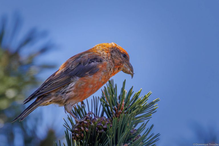 Bec-croisé des sapins mâle