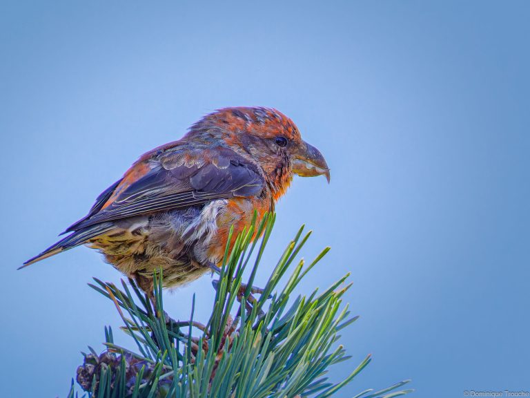 Bec-croisé des sapins mâle