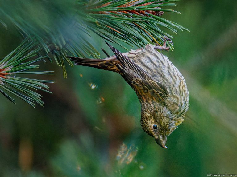 Bec-croisé des sapins femelle