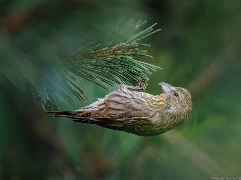 Bec-croisé des sapins femelle