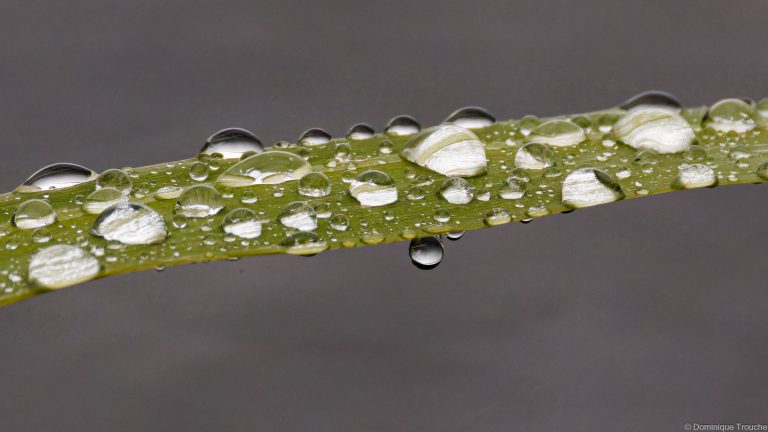 Gouttes d'eau