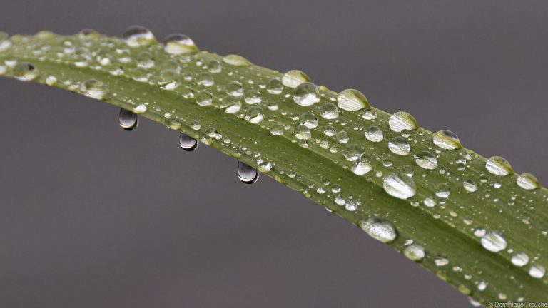 Gouttes d'eau