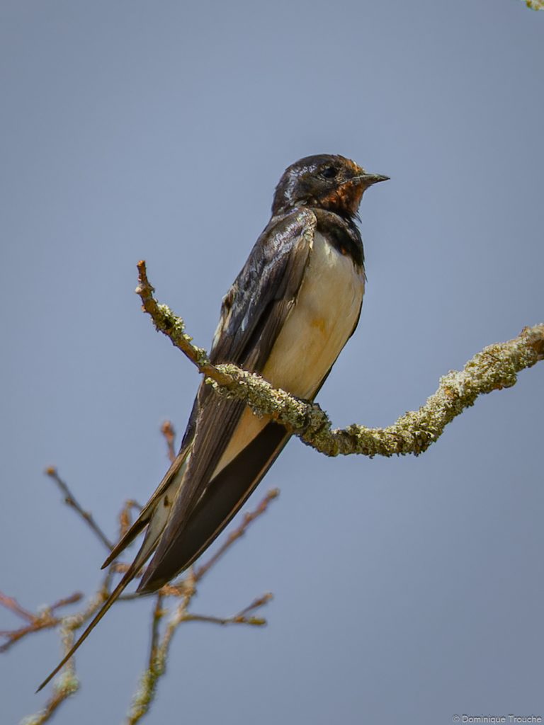 Hirondelle rustique