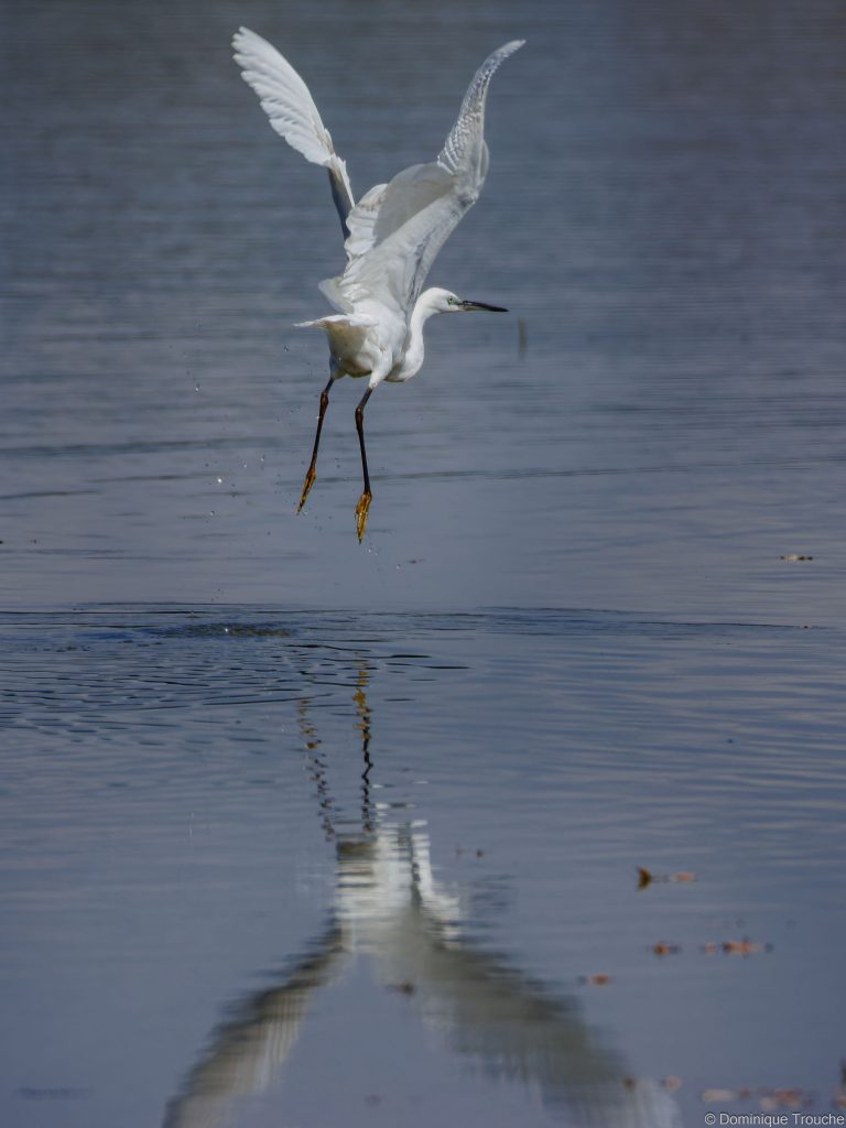 Aigrette garzette