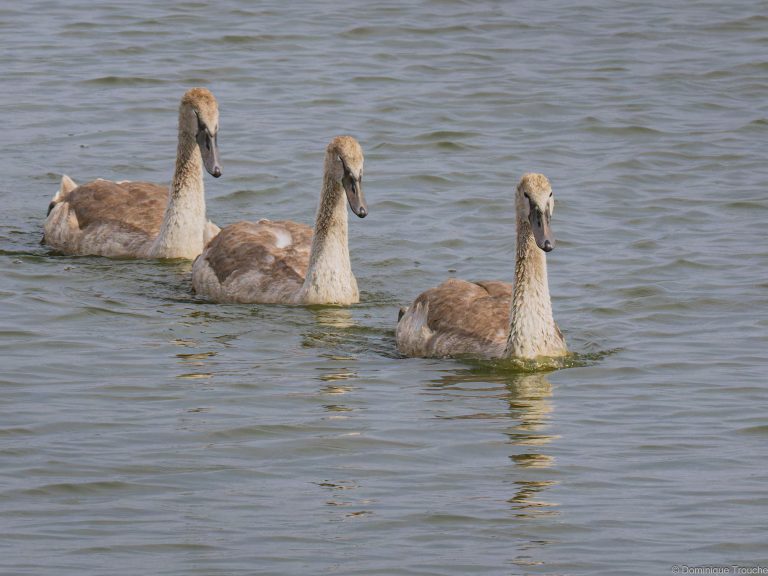 Cygnes tuberculé juvénile