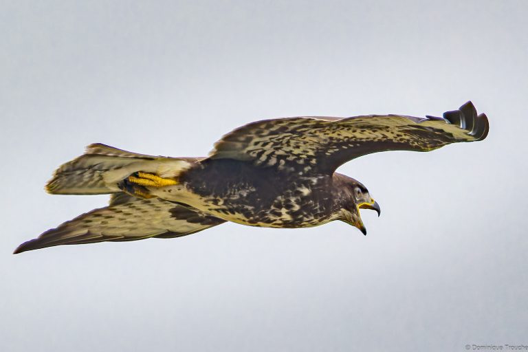 Buse variable