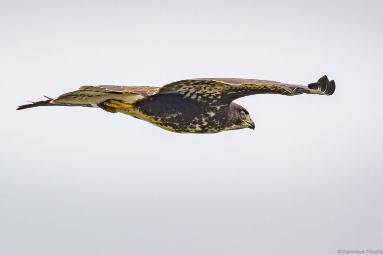 Buse variable