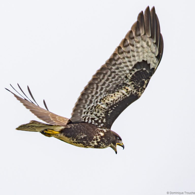 Buse variable