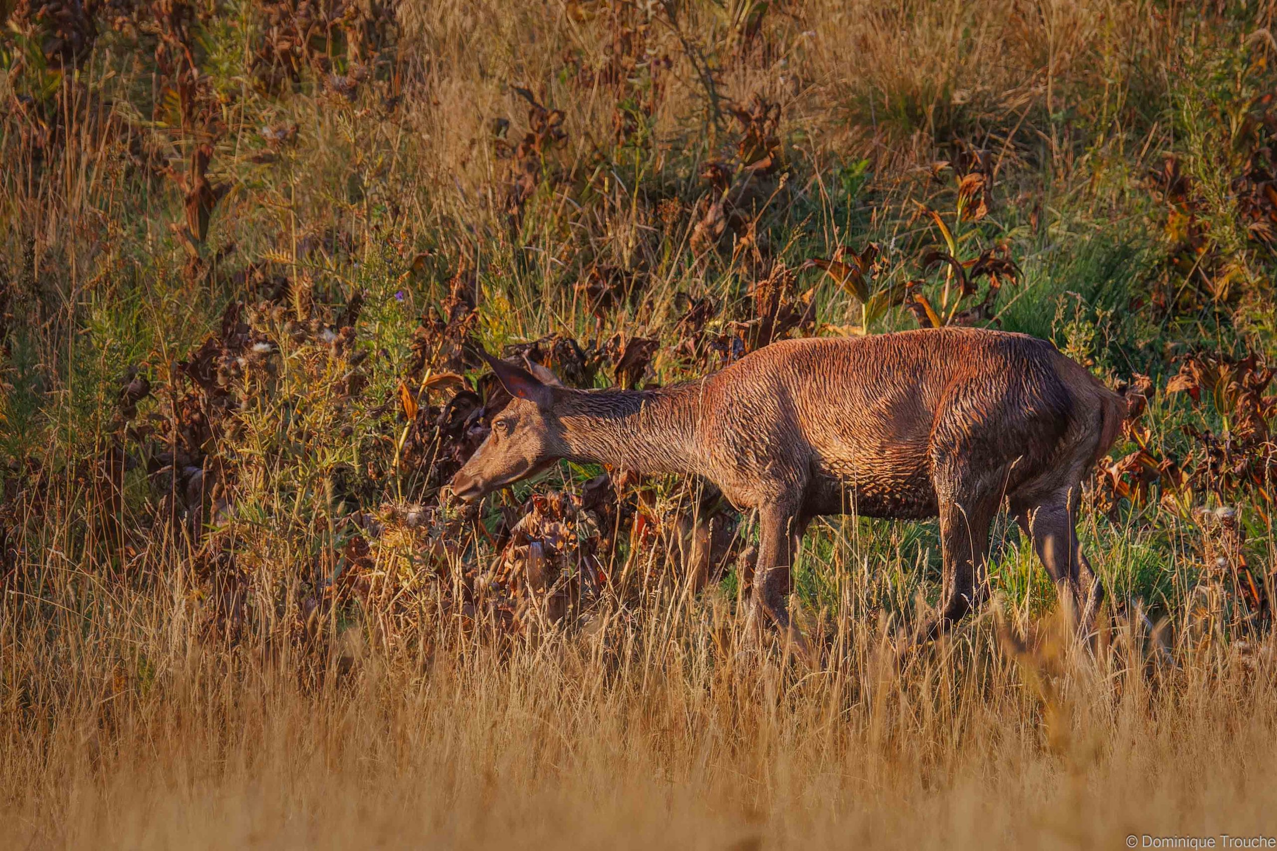 Cerf éLaphe - femelle