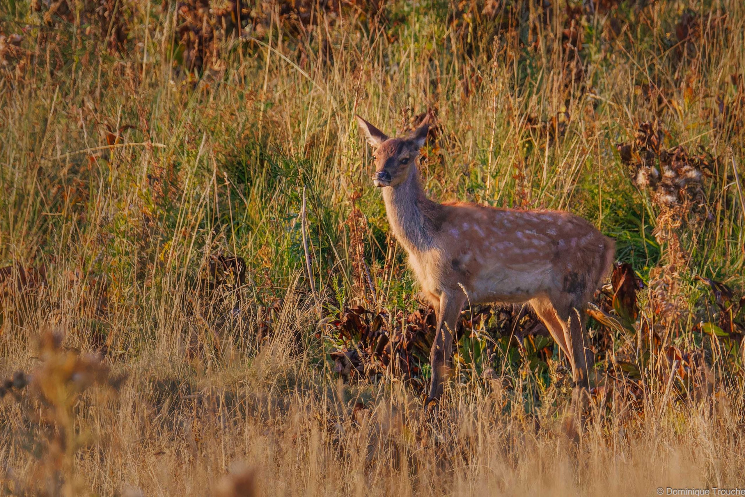 Cerf éLaphe - juvénile