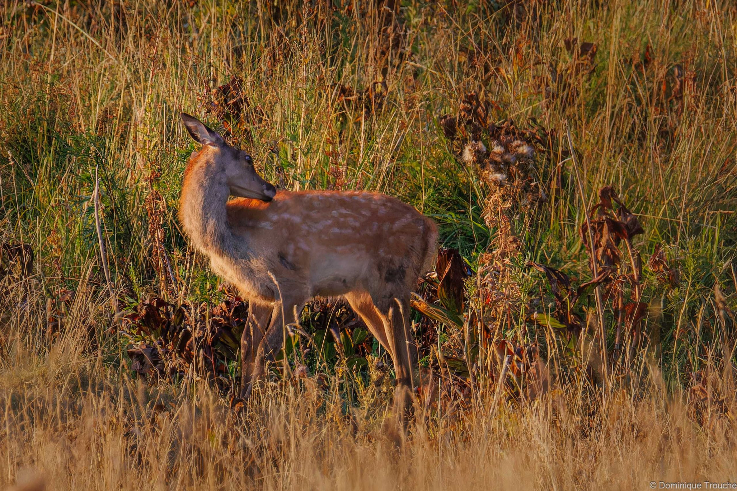Cerf éLaphe - juvénile