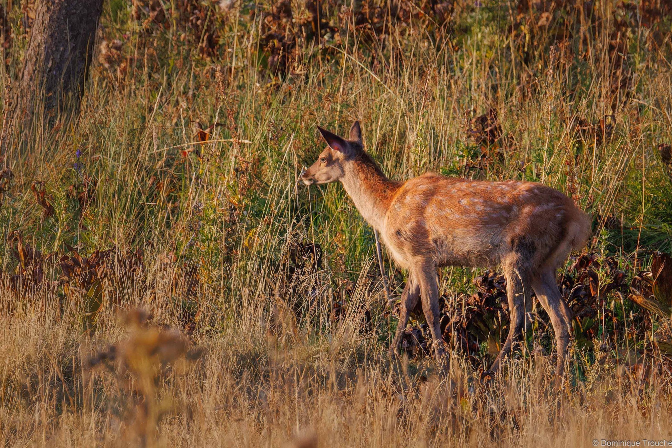 Cerf éLaphe - juvénile