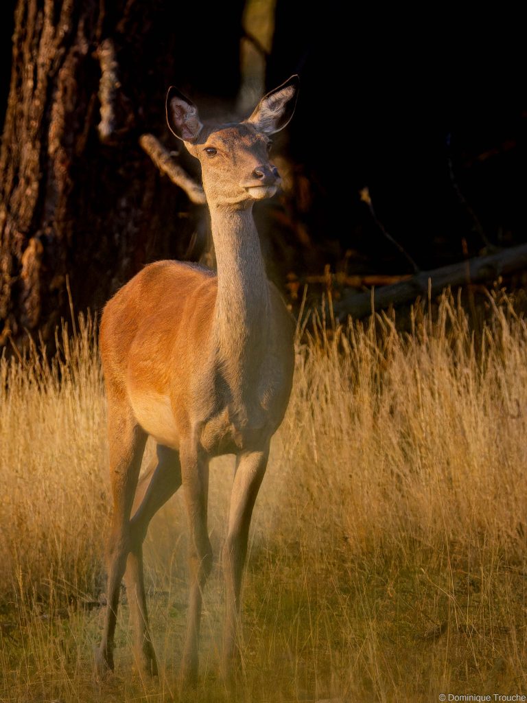 Cerf élaphe