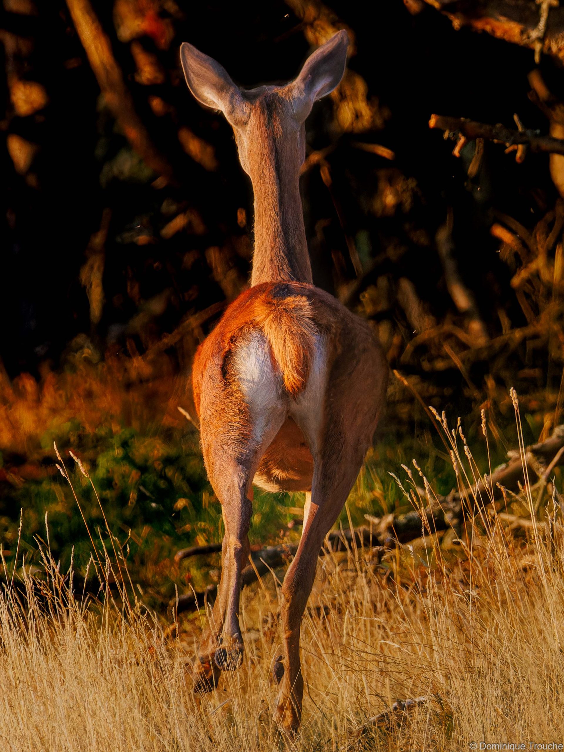 Cerf élaphe - femelle