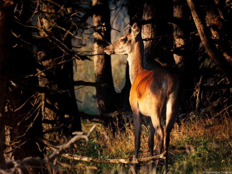 Cerf élaphe - femelle