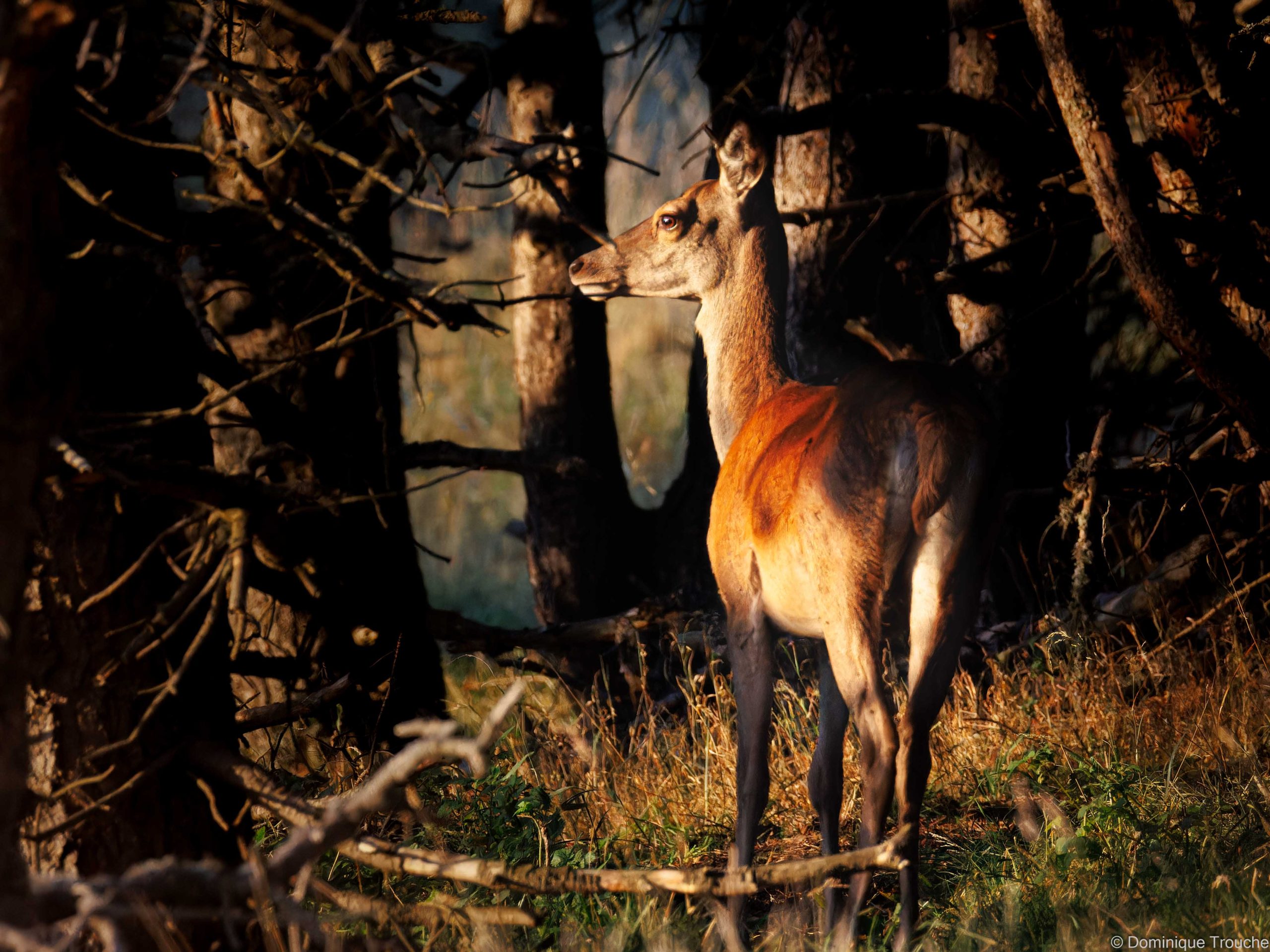 Cerf élaphe - femelle