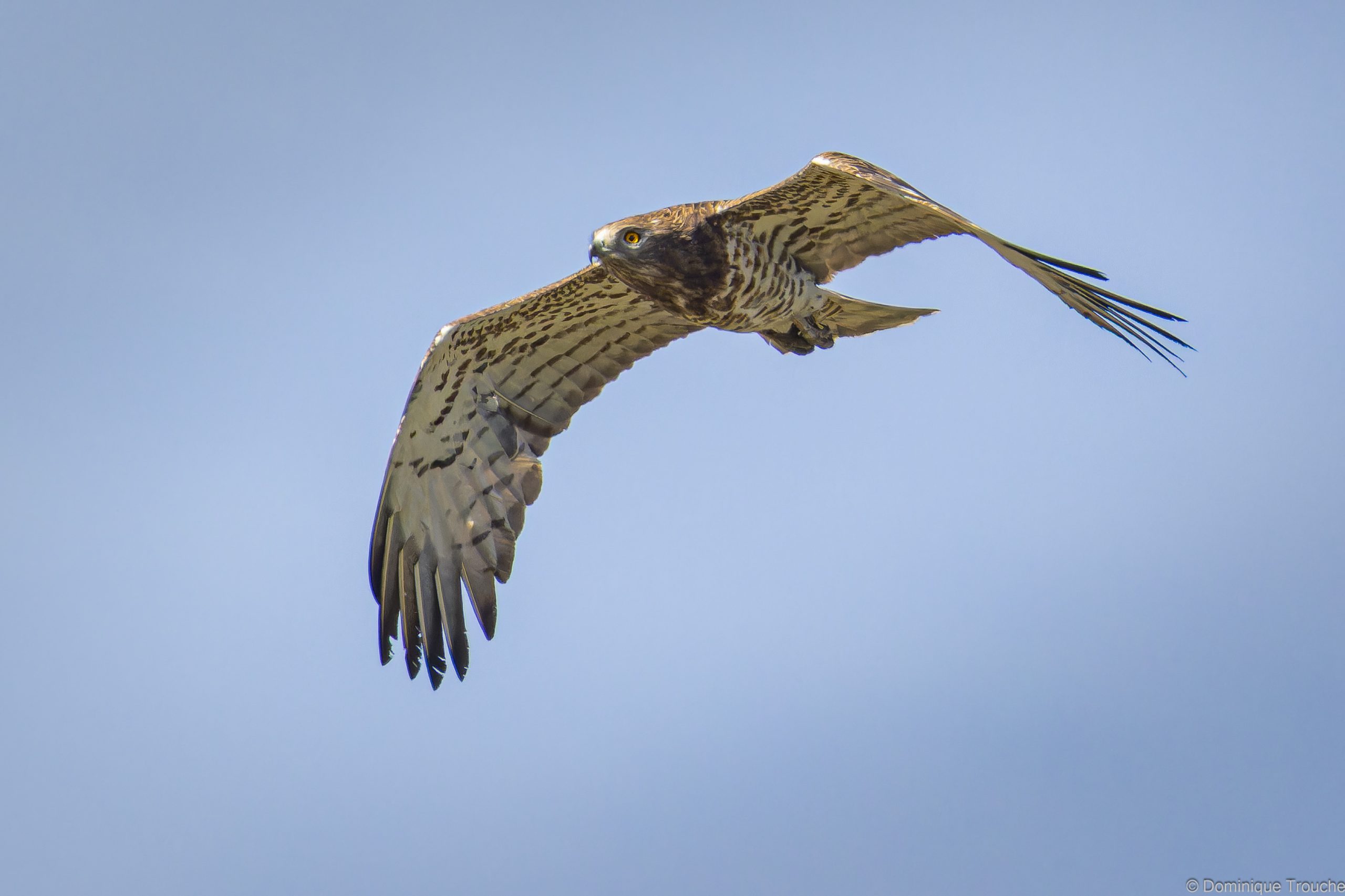 Lire la suite à propos de l’article Rapaces des Pyrénées : le double défi du photographe