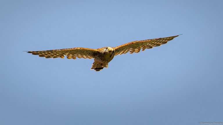 Faucon crécerelle