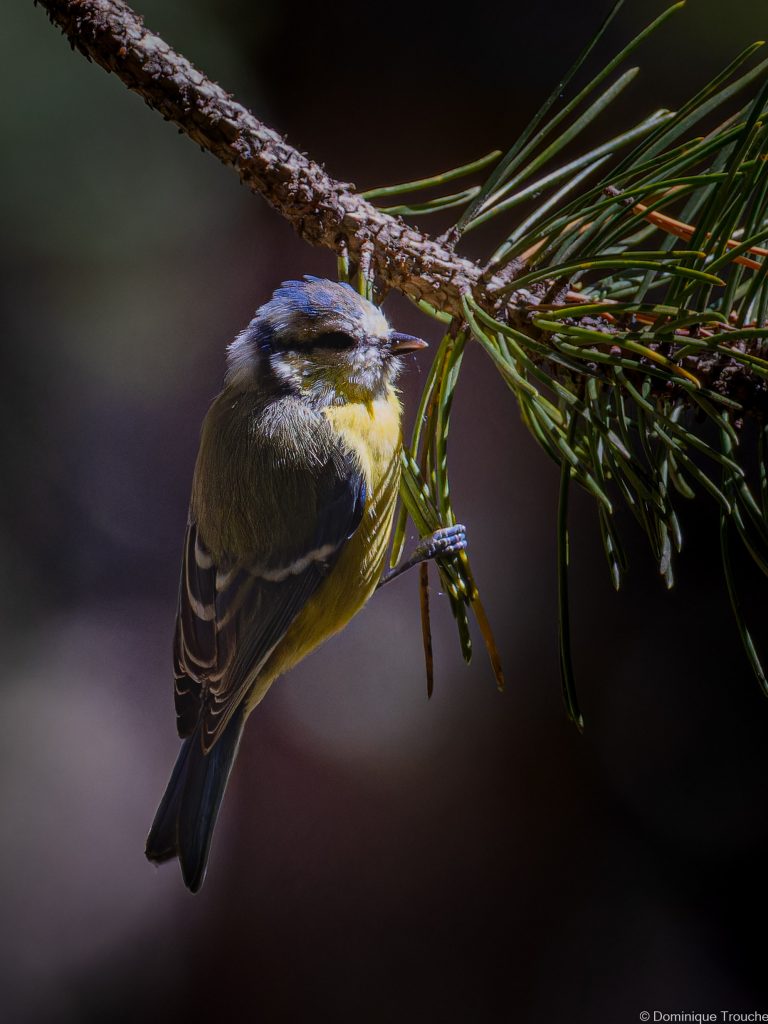 Mésange bleue