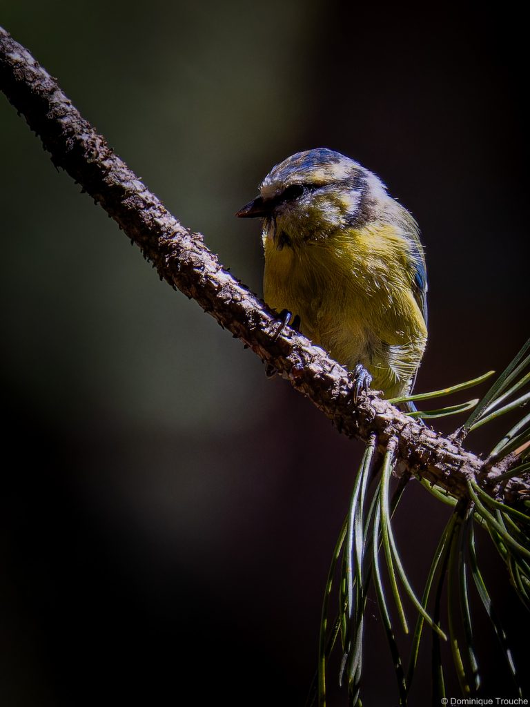 Mésange bleue