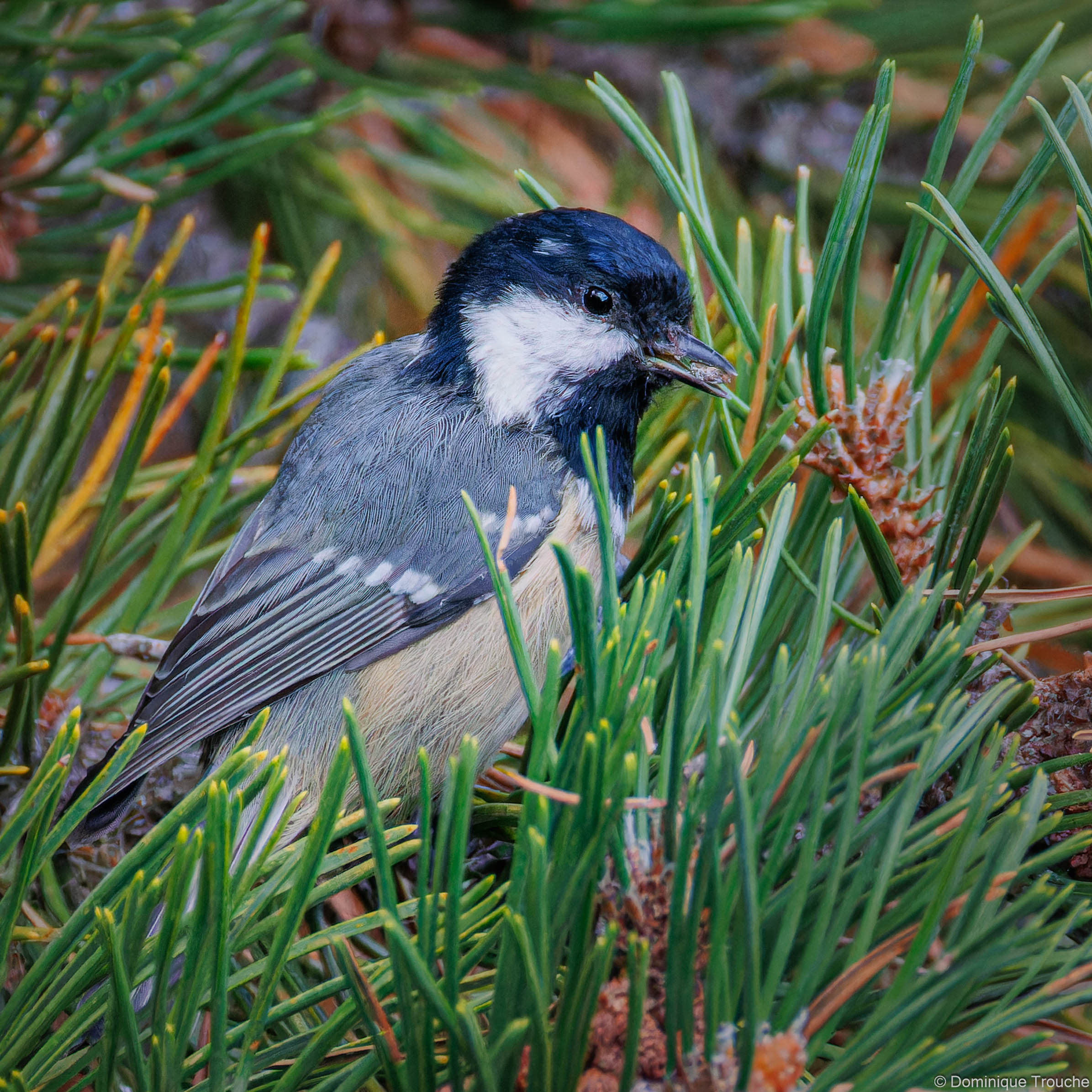 Mésange noire
