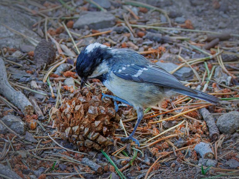 Mésange noire