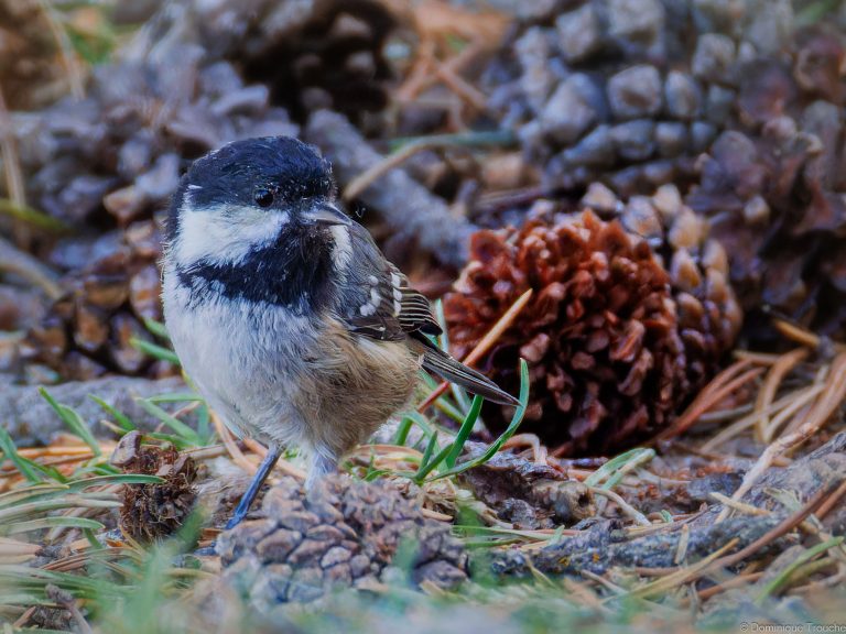 Mésange noire