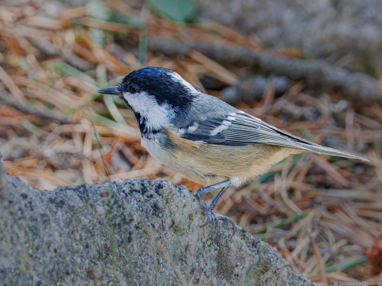 Mésange noire