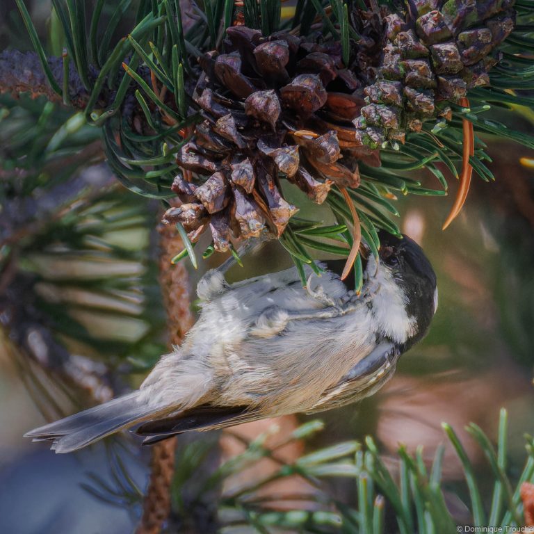 Mésange noire
