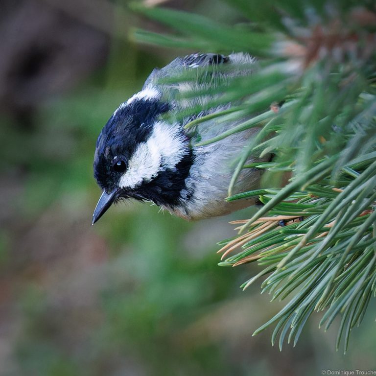 Mésange noire
