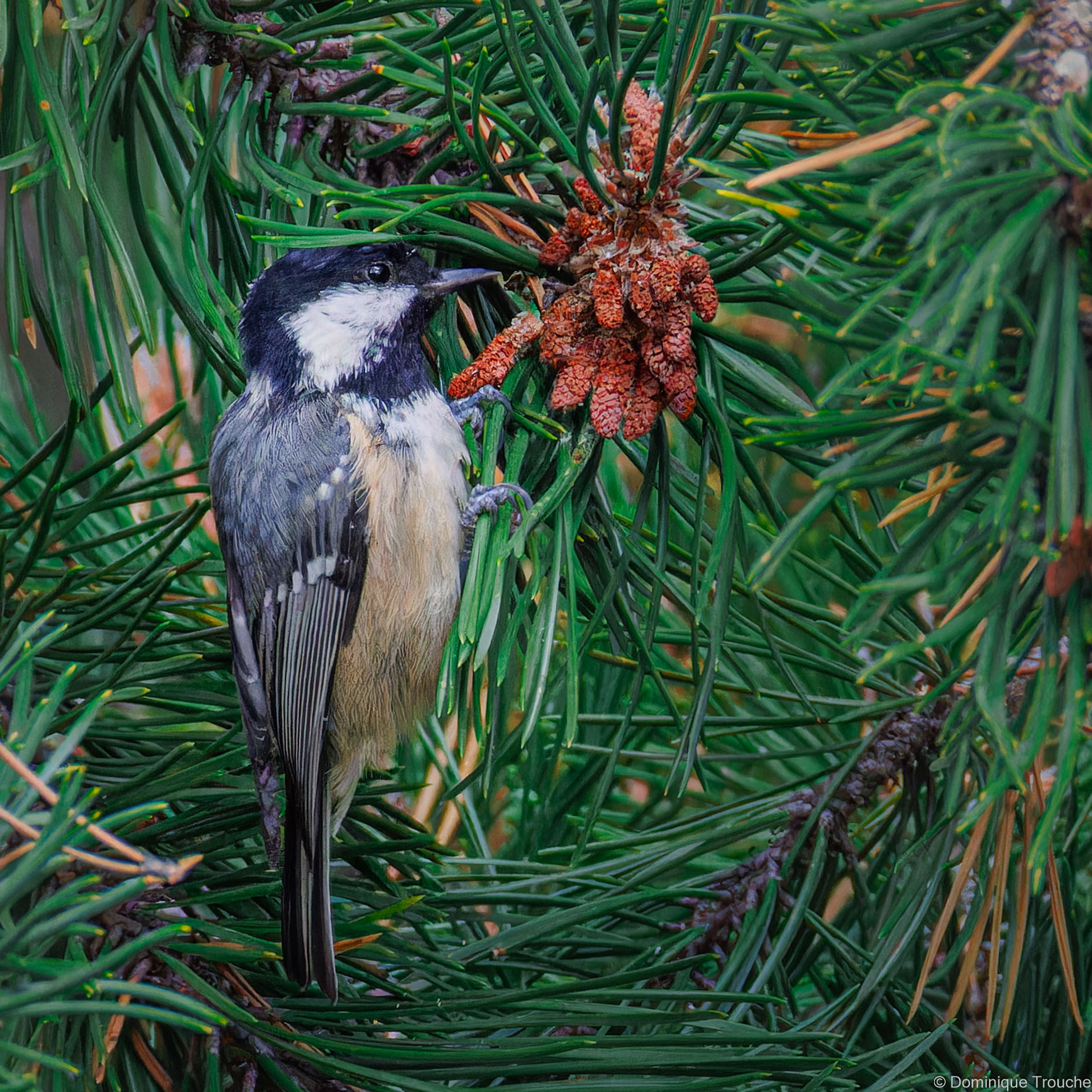 Mésange noire