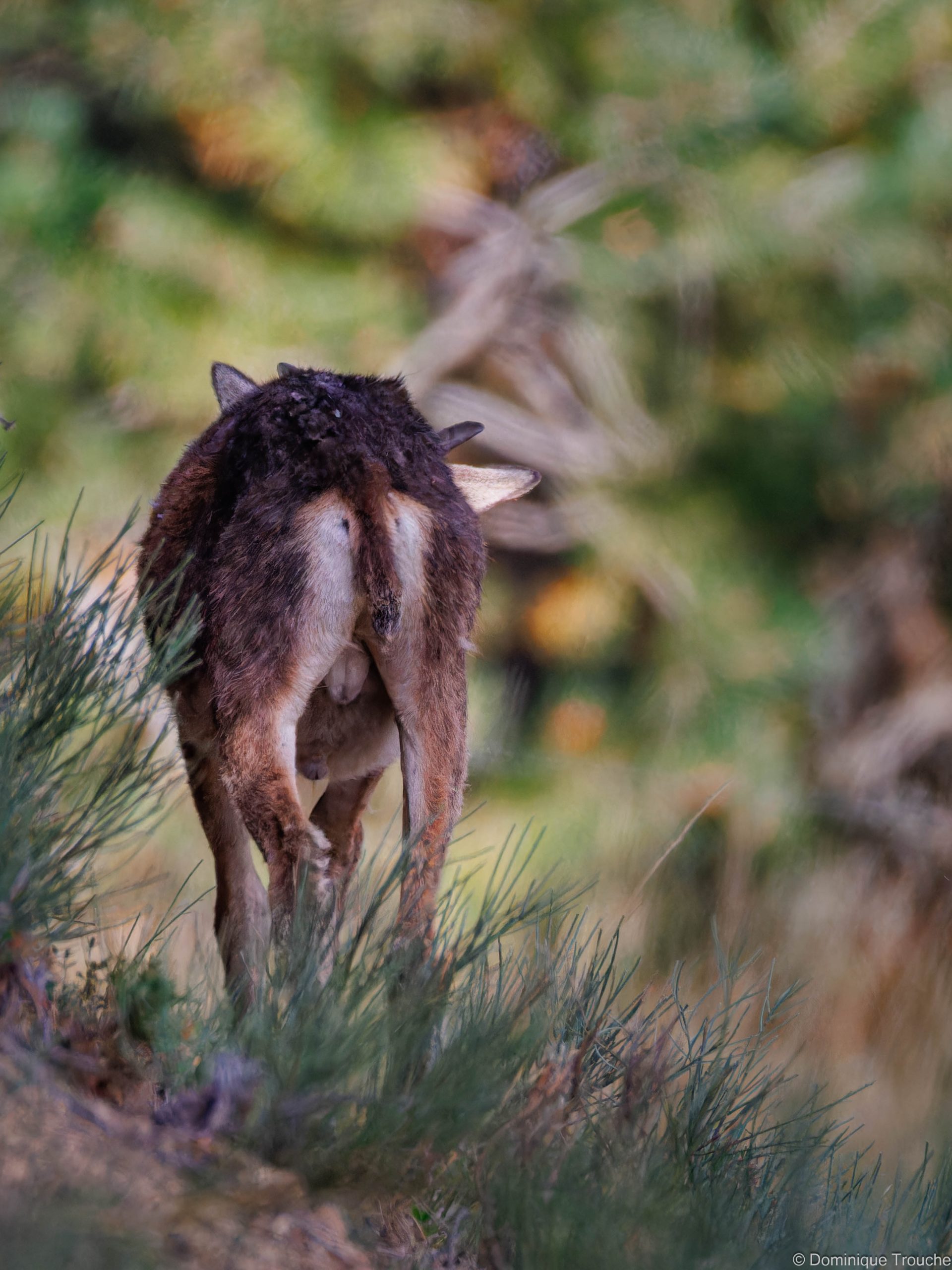 Jeune mouflon