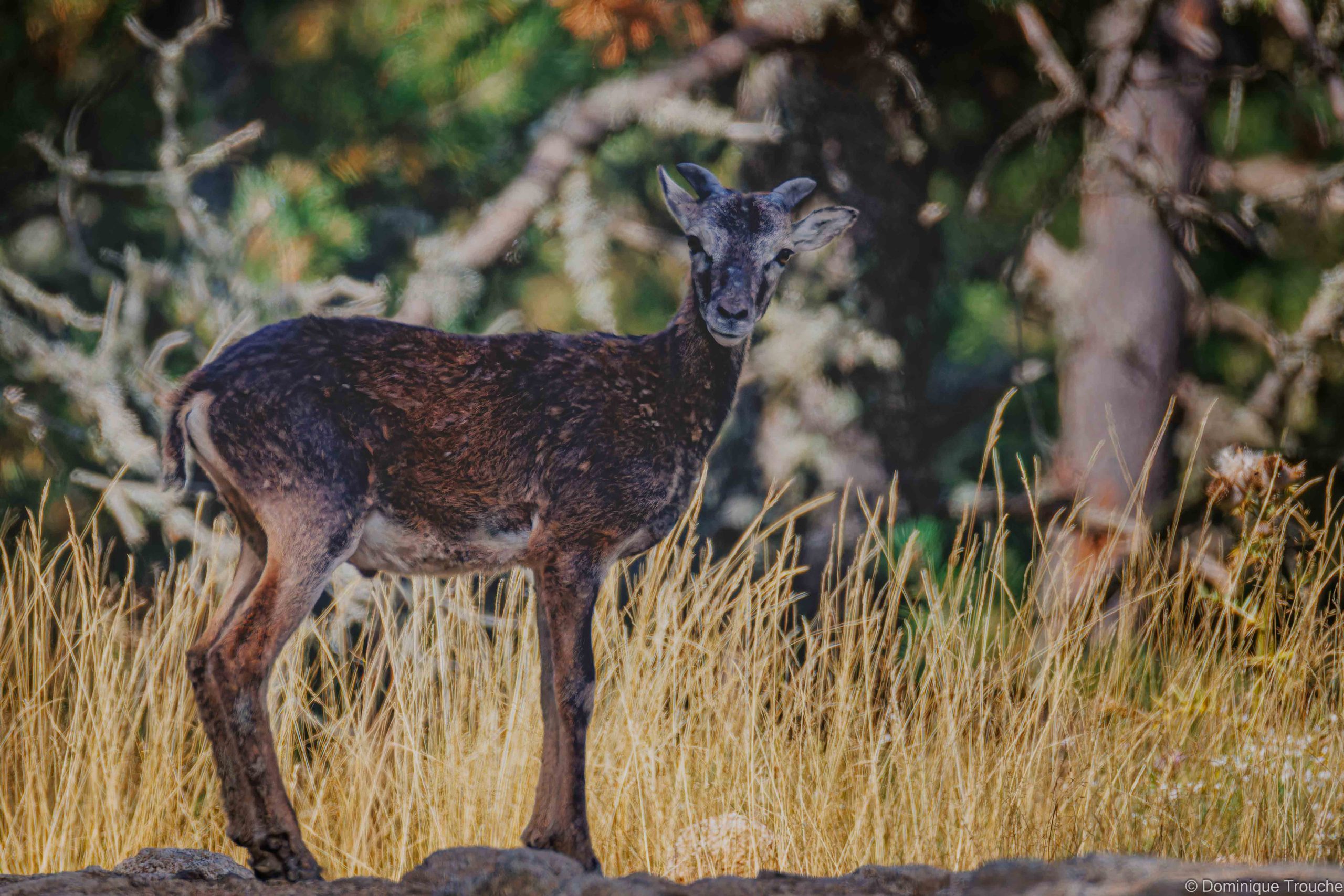 Jeune mouflon