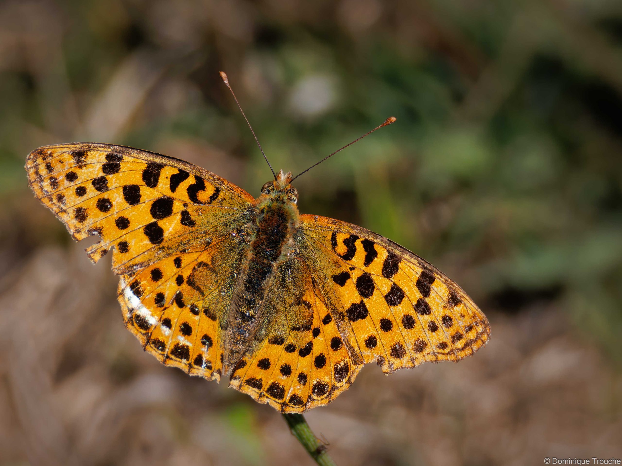 Papillon Petit nacré