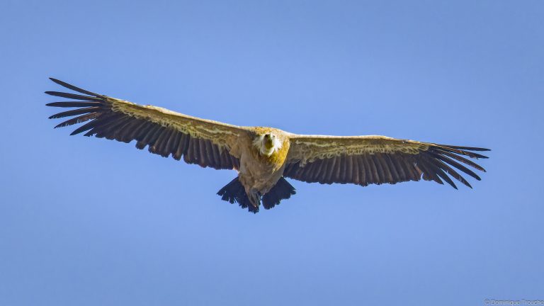 Vautour fauve