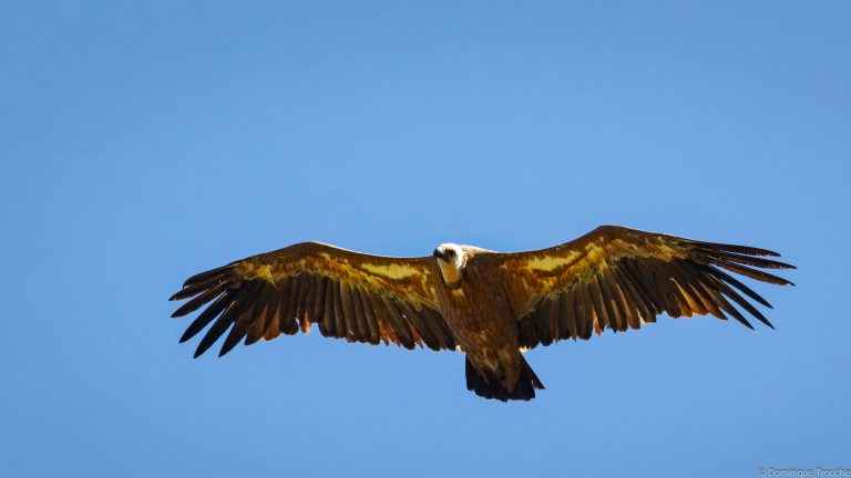 Vautour fauve