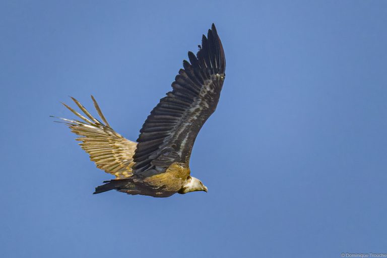 Vautour fauve