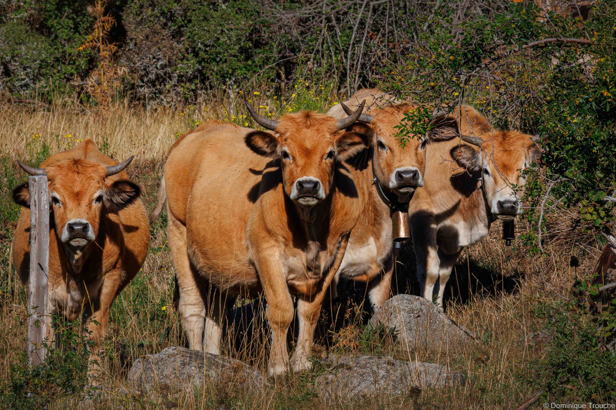 Vaches