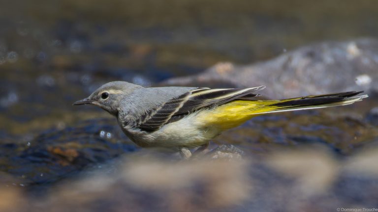 Bergeronnette des ruisseaux
