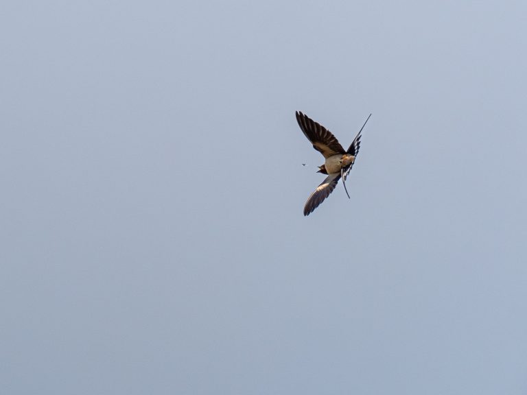 Hirondelle rustique