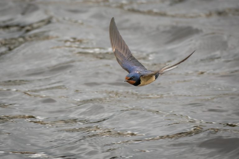 Hirondelle rustique