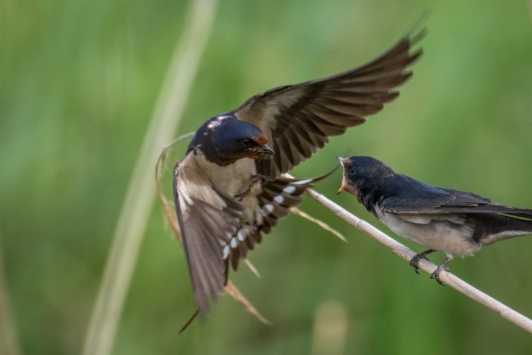 Hirondelle rustique