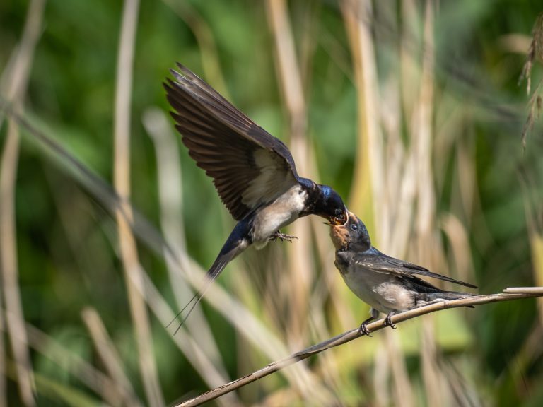 Hirondelle rustique