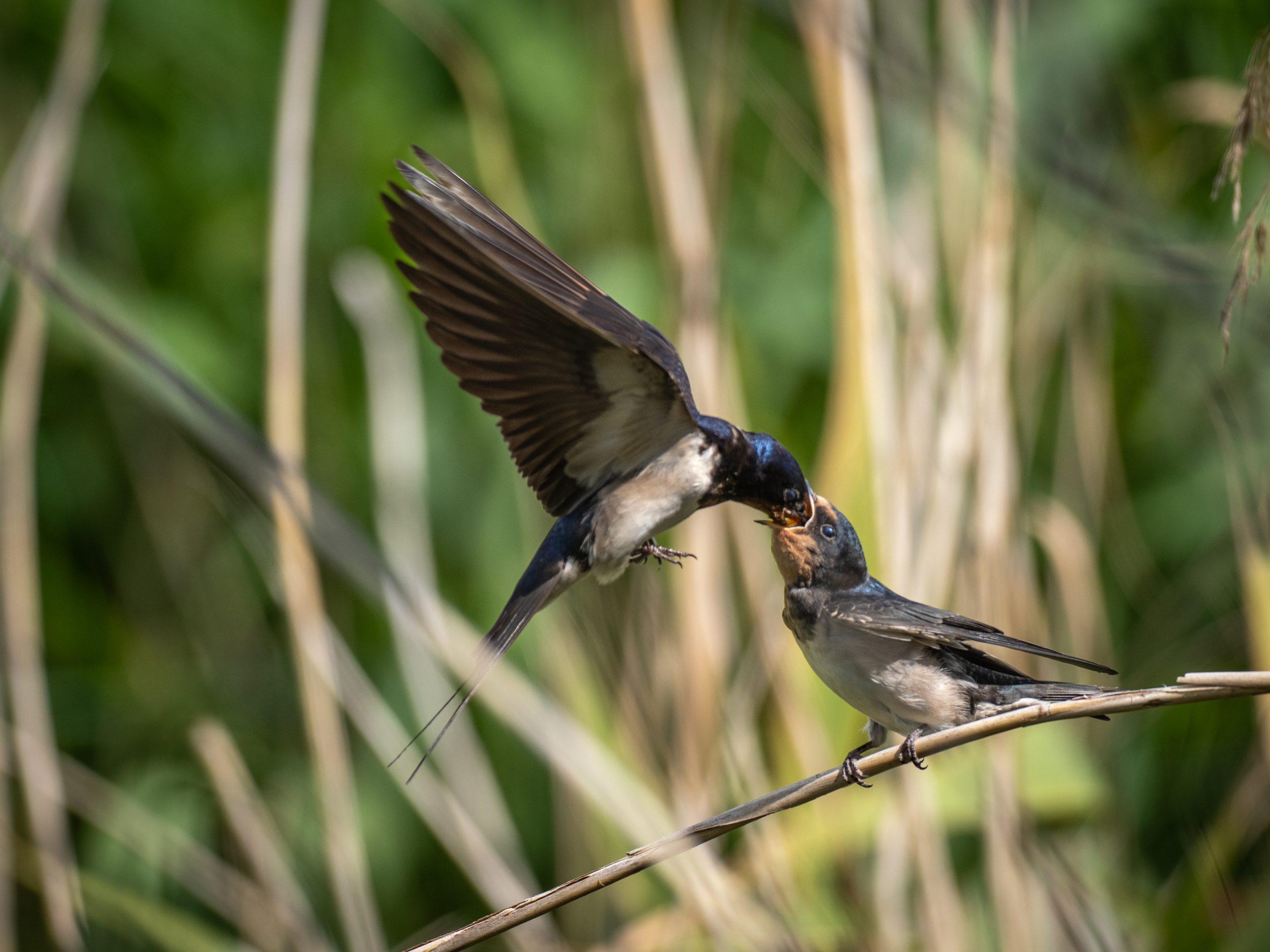 Lire la suite à propos de l’article Patrick Royet : la photo animalière au fil du guidon